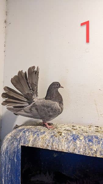 5 piece fantail pigeons and one king(6 piece total) 0