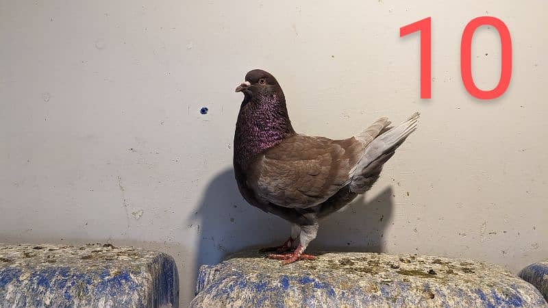 5 piece fantail pigeons and one king(6 piece total) 3