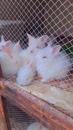 Angora rabbits