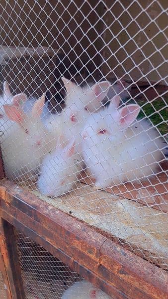 Angora rabbits 0