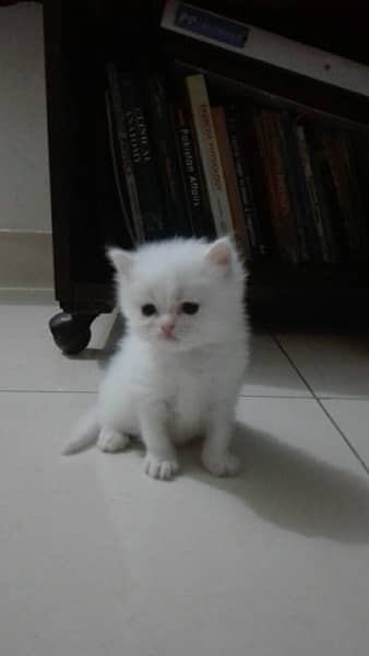 Pure Persian Kitten Triple Coated White 0