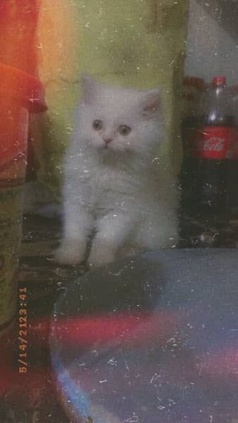 Pure Persian Kitten Triple Coated White 1