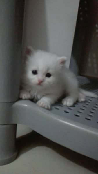 Pure Persian Kitten Triple Coated White 2