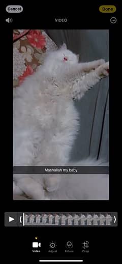 full white 3ple coated male persian