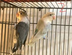 lovebird foster pairs jora pair for fostering