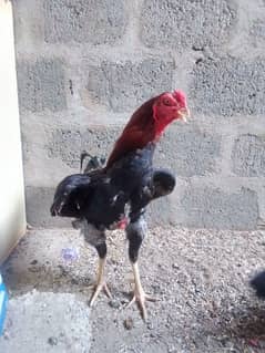 Aseel minawali pair bonded pair h or murgi egg laying kar Rhai h