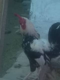 chicken for sale