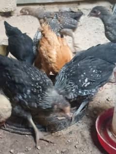 Misri Chicks For Sale age 2 months