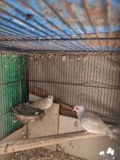 Red Dove Breeder pair