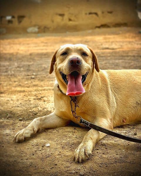 labrador female 1