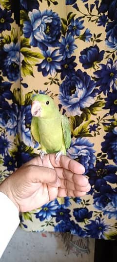 I sel ringneck chik age 2 month. 0