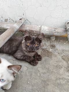 Grey cat male, female available