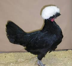 White,black, blue, silver buff polish chick's available 0