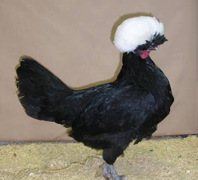 White,black, blue, silver buff polish chick's available 0