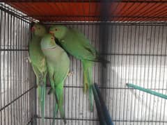 Ring neck Male x female available