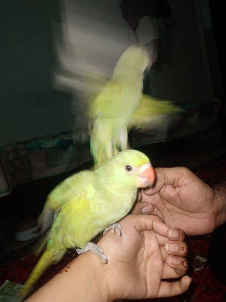 GREEN RINGNECK HAND TAMED CHICKS 3