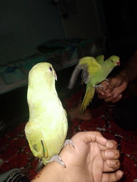 GREEN RINGNECK HAND TAMED CHICKS 5