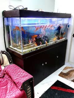 fish aquarium