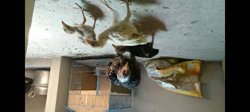 Aseel Chicks 3