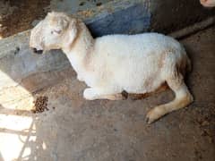 sheep gots for sale defrants price