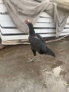 Hen for sale