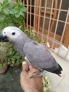 African Grey Parrot self chick