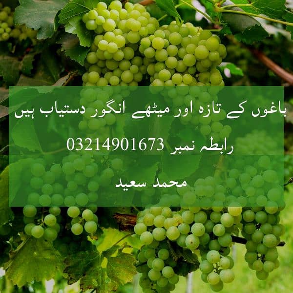 grapes for sale 0