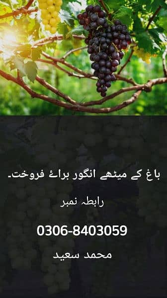 grapes for sale 2