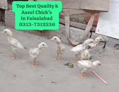 Aseel Best Quality Chick's