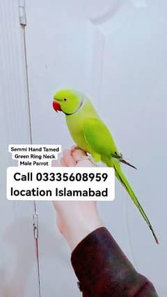 Male Parrot 8000 Semmi Hand Tamed Green Ring Neck Jumbo Size
