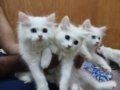 Kittens For Sale