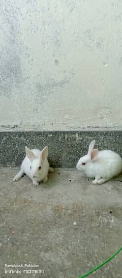 Red Eyes white rabbits