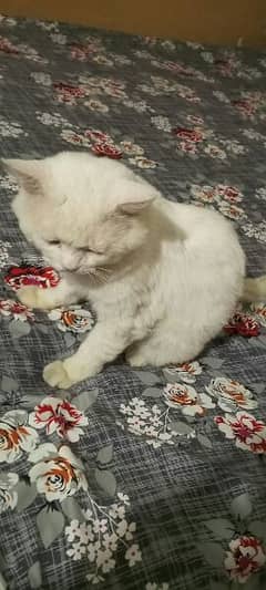 Persian White Male for Sale