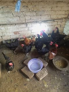 Australorp