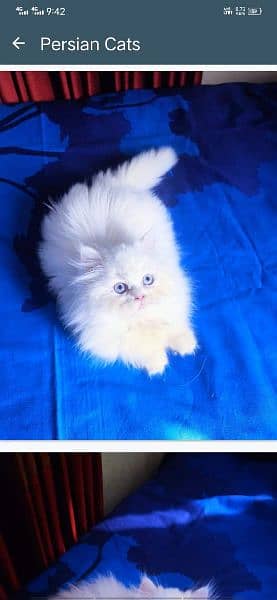 Adorable Kittens | Persian Kitten | Peke Kitten 4