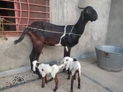 lailpuri desi bakri with 2 male kids