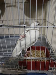 Australian parrots for sale