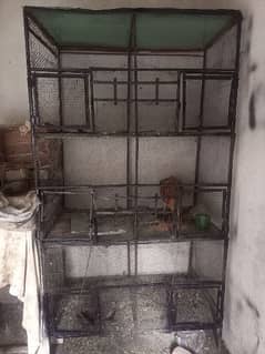 Cages normal condition