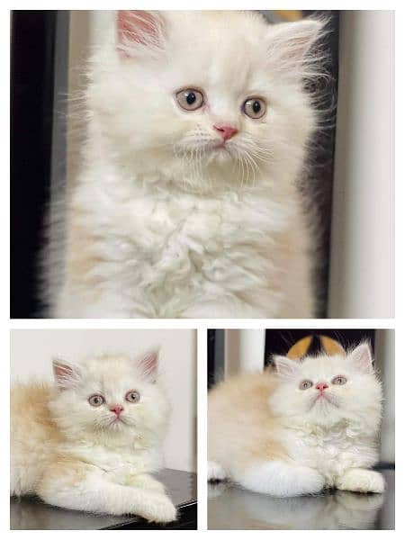 Adorable Kittens | Persian Kitten | Peke Kitten 1