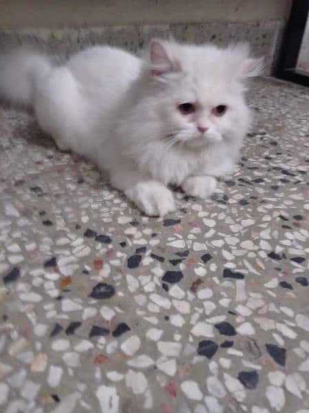 Persian cat tripple coat 1