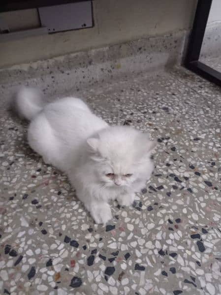 Persian cat tripple coat 2