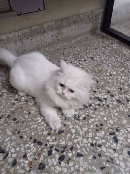 Persian cat tripple coat 3