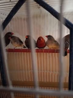 Strawberry Finches