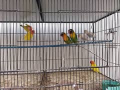 3 lovebird pairs (Sable, Lutino, Blackmask)