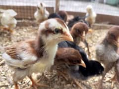 Aseel Chicks Healthy and Active For Sale