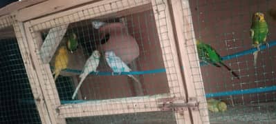 Australian parrots with cage