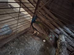 peacock pair for sale