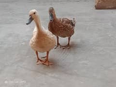 Ducks for sale