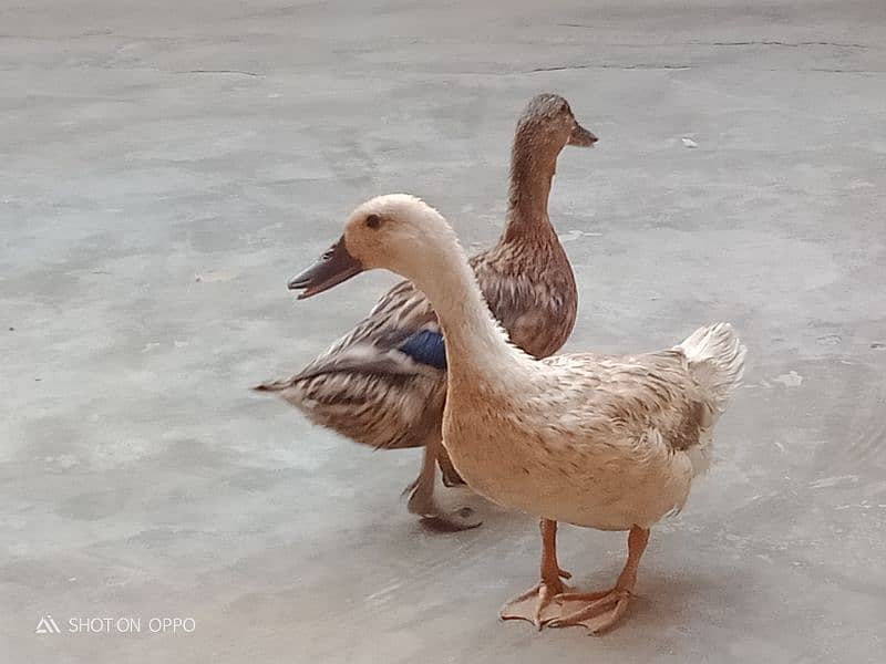 Ducks for sale 2