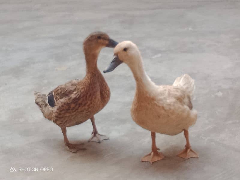 Ducks for sale 3